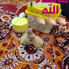 (تم البيع) 2 فرخ كروان