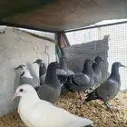 طبات زواجل للبيع11فرخ . فروخ زواجل سباق لايجي الا الصامل