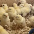 متوفر دجاج بياض براهما كونك   صوص احجام فاخرة توب