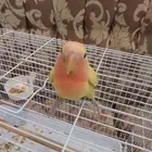 روز اليف وهدد دخلي وخارجي نشبه الحقو عليه
