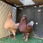 زوج كينق و فرد
