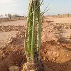 القصيم الرس نفي الدومي عفيف الطائف