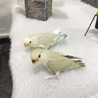 روزات اليفه