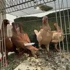 حمام شامي