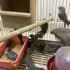حساسين طائفي للبيع