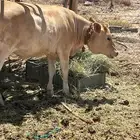عجله للبيع سويسريه براون العمر عشره اشهر