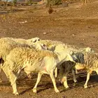 رخال حرش طيبه مراح واحد