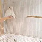 زوج روز البينو عيون حمر منتج تحته رفروخ