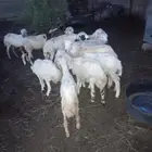 خرفان بلدي للبيع العدد 12