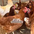 دجاج لوهمان براون