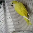 كويكر لاتينو ذكر محلل وموجود شهادة التحليل