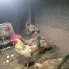 7 دجاج بلدي معا ديكها للبيع