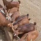 تيوس نظيفه