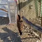 دجاجه باكستانيه للبيع