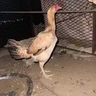 دجاج كويتي هجين بلدي