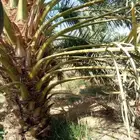 نخل روثان للبيع