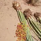 نخيل للبيع جميع انحا المملكه