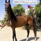 للبيع مجموعه من الخيل