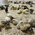 صوص بلدي وفيومي