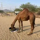 السلام عليكم ورحمة الله وبركاته قعود ساحلي احمر مشروع فحل