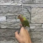 للبيع طير روز اليف