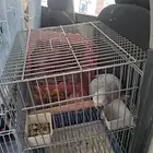 موصل طيور حيوانات اليفه أمانات