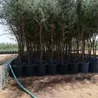 يوجد لدينا سد بلدي وطلح نجد وسمر