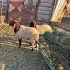خروف ورخل نعيم طيبات