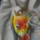 كنيور اليف القنفذه القوز