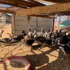 بط مايقارب العدد 40