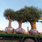 شجر زيتون