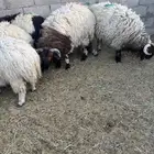 نعيم بلدي كناور