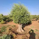شجره زيتون معمره