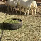 للبيع خرفان حري