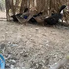 بط بياض رجان