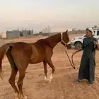 حصان عربي اصيل