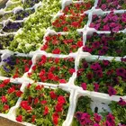 زهور طبيعيه ثيل طبيعي تمديد شبكات ري انجيلة طبيعي