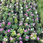 مشتل تنسيق الحدائق ابوعوض لله لبيع الشتلات والزهور