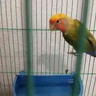 ببغاء روز ملون للبيع