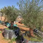 كريرزيا ونخيل وزيتون معمر وتنسيق