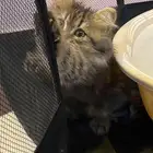 قطة سكوتش لونق هير