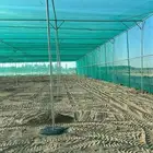 مشاتل بيوت محمية حضانات