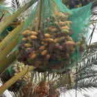 تمر برني التوصل علئ رقم الجوال