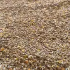 علف الخلطة المتوازنة للدواجن والطيور والحمام