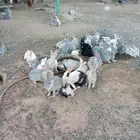 ارانب للبيع ماشاء الله الموقع عفيف