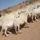 غنم طيبه العدد 85 راس فحولها 2 مراح واحد ديوس سليمه