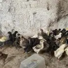 صوص دجاج بلدي