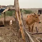 بقره ولود للبيع