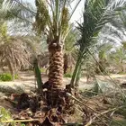 نخل مثمراوتوصيل الجميع منطق المملكه العربيه السعوديه