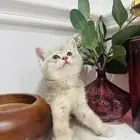 قطط للبيع